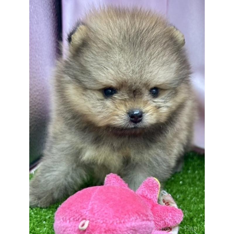 販売中の茨城県のポメラニアン-397652の2枚目