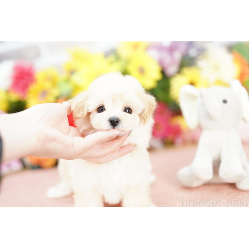 販売中の埼玉県のマルプー:マルチーズ×トイプードル-397655の4枚目