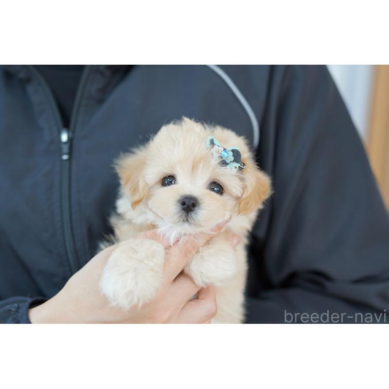 販売中の埼玉県のマルプー:マルチーズ×トイプードル-397655の2枚目