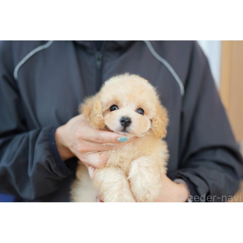 販売中の埼玉県のトイプードル-397656の2枚目