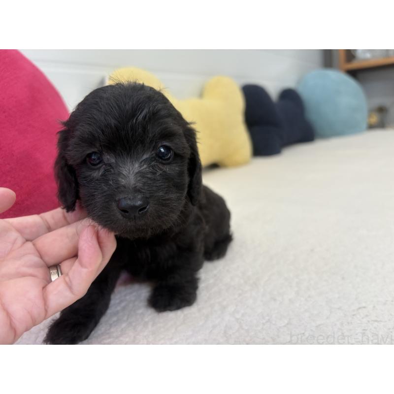 販売中の千葉県のミックス犬-397659の4枚目