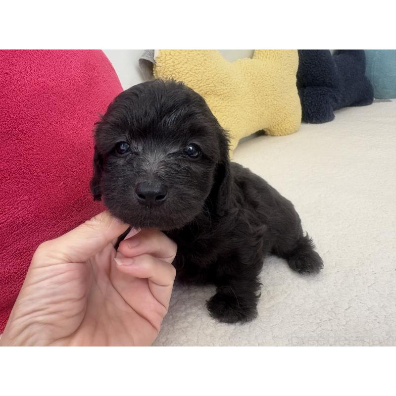 販売中の千葉県のミックス犬-397659の3枚目