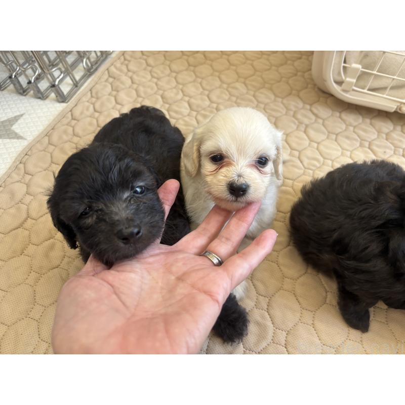 販売中の千葉県のミックス犬-397659の2枚目