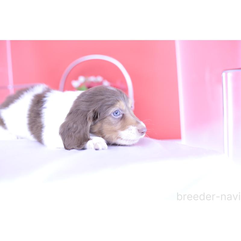 成約済の愛知県のミニチュアダックスフンド(ロングヘアード)-394954の11枚目