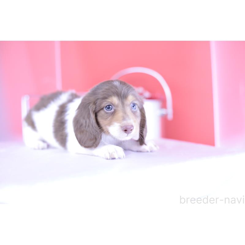 成約済の愛知県のミニチュアダックスフンド(ロングヘアード)-394954の9枚目