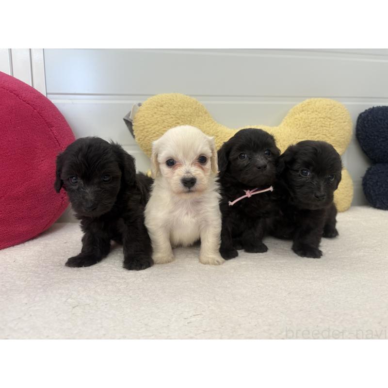 販売中の千葉県のミックス犬-397661の6枚目