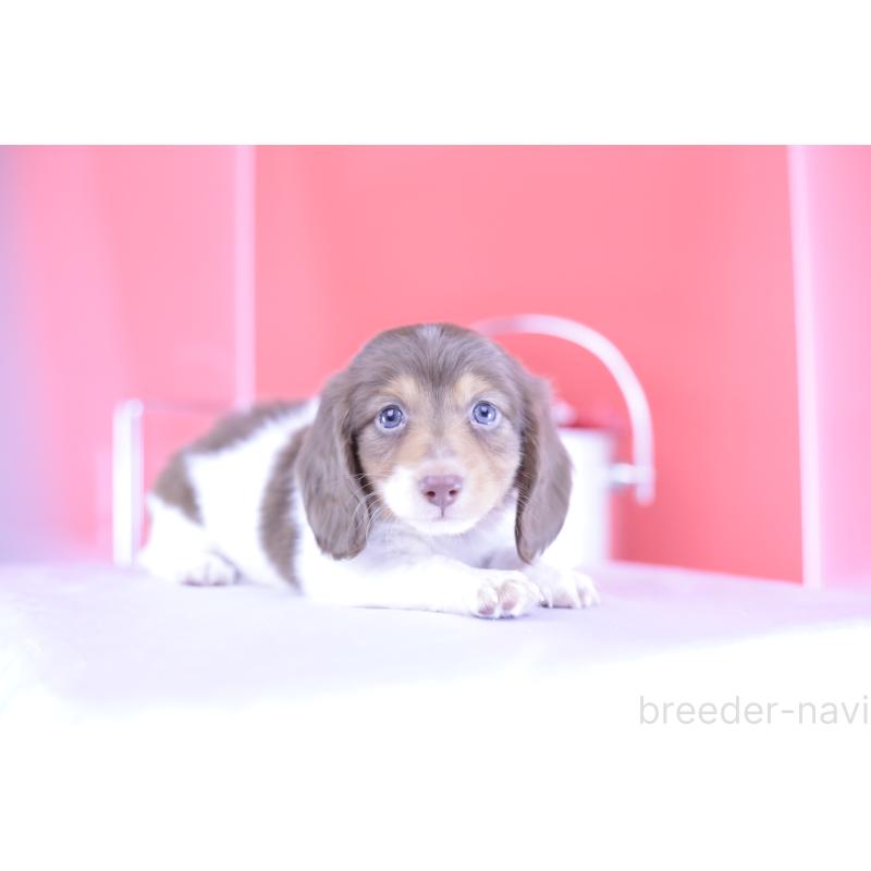 成約済の愛知県のミニチュアダックスフンド(ロングヘアード)-394954の8枚目