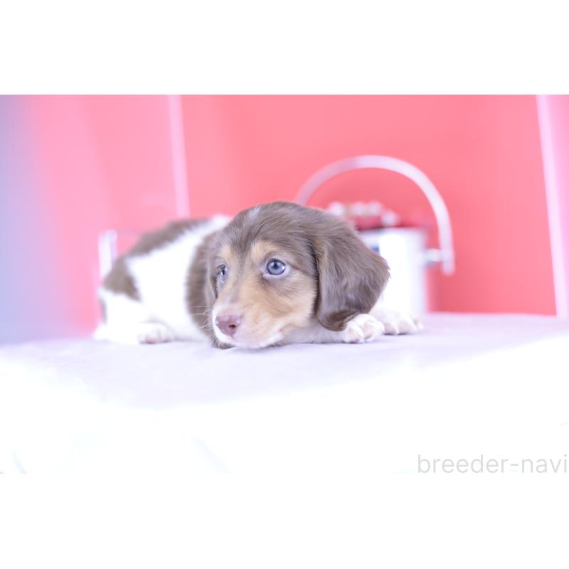 成約済の愛知県のミニチュアダックスフンド(ロングヘアード)-394954の7枚目