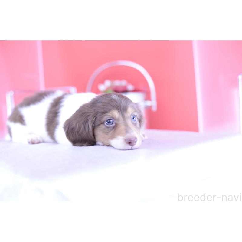 成約済の愛知県のミニチュアダックスフンド(ロングヘアード)-394954の6枚目