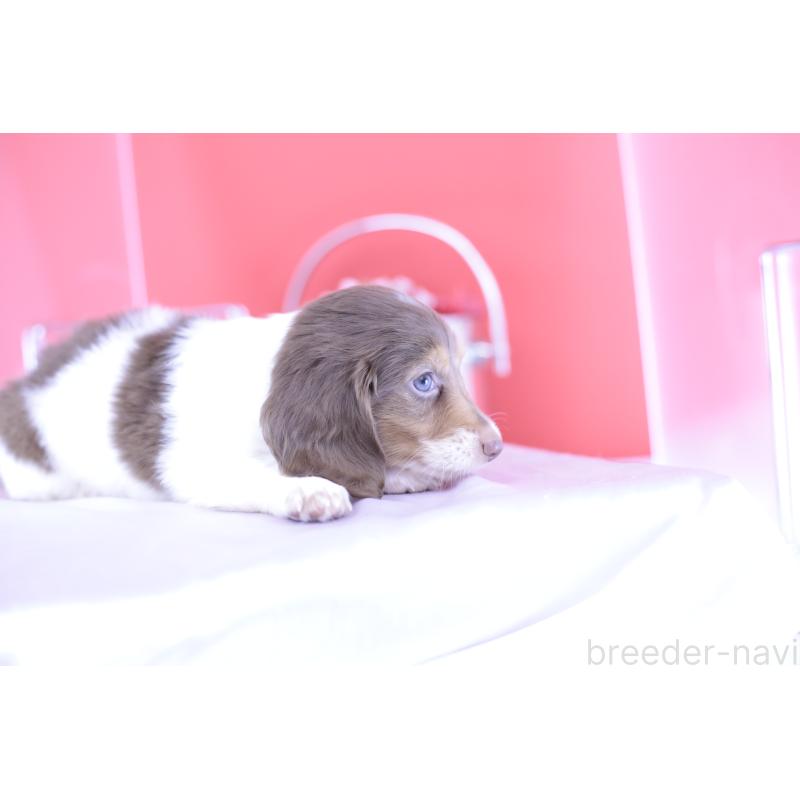 成約済の愛知県のミニチュアダックスフンド(ロングヘアード)-394954の5枚目