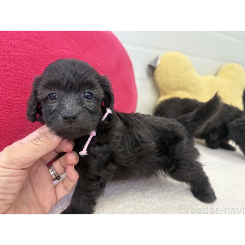 販売中の千葉県のミックス犬-397661の5枚目