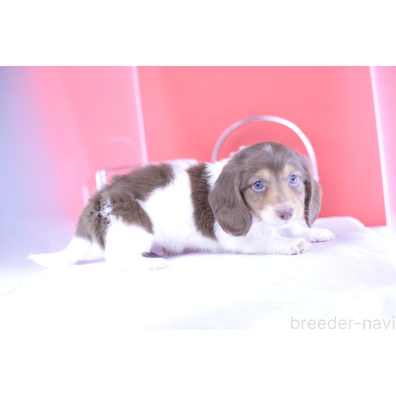 成約済の愛知県のミニチュアダックスフンド(ロングヘアード)-394954の3枚目