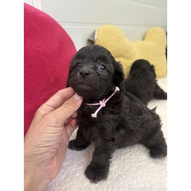 販売中の千葉県のミックス犬-397661の4枚目