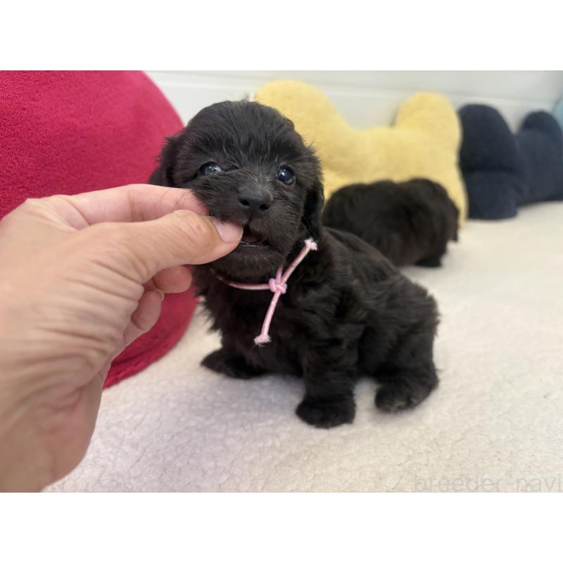 販売中の千葉県のミックス犬-397661の3枚目