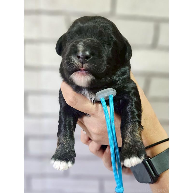 販売中の長野県のミックス犬-397665の1枚目