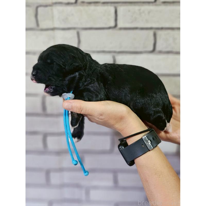 販売中の長野県のミックス犬-397665の5枚目