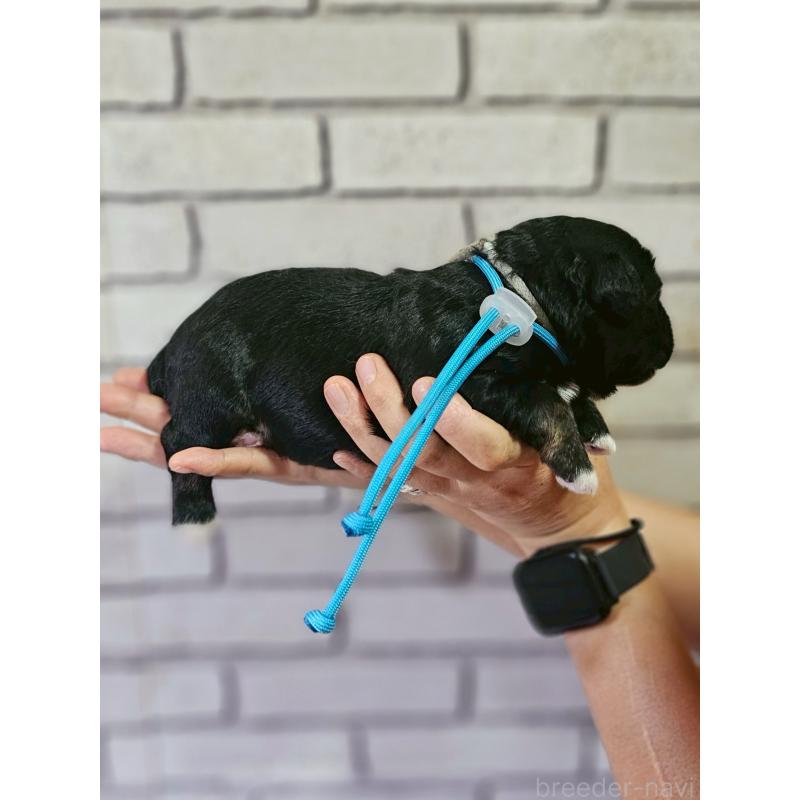 販売中の長野県のミックス犬-397665の4枚目
