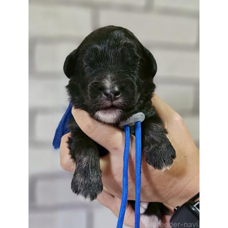 販売中の長野県のミックス犬-397666の1枚目