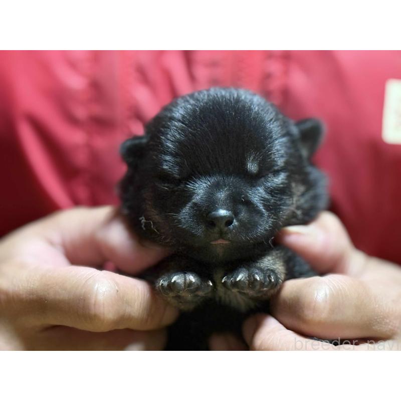 販売中の千葉県の柴犬-396321