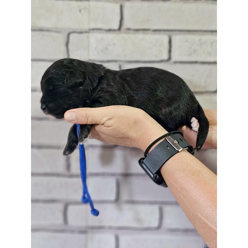 販売中の長野県のミックス犬-397666の5枚目