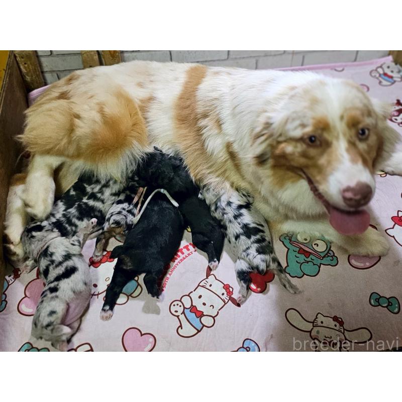 販売中の長野県のミックス犬-397666の3枚目
