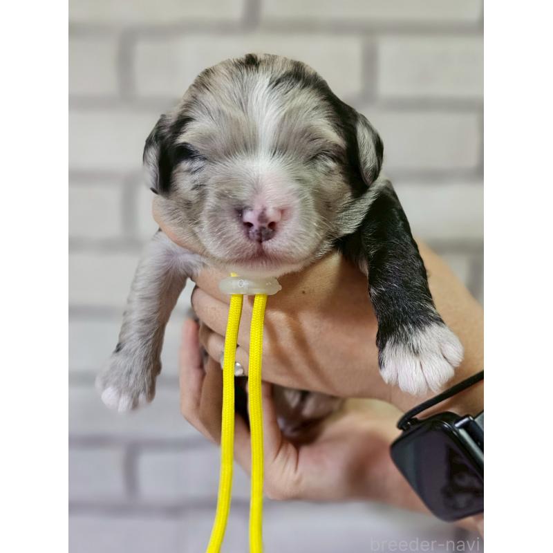 販売中の長野県のミックス犬-397667
