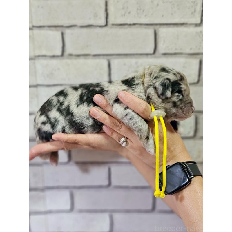 販売中の長野県のミックス犬-397667の4枚目