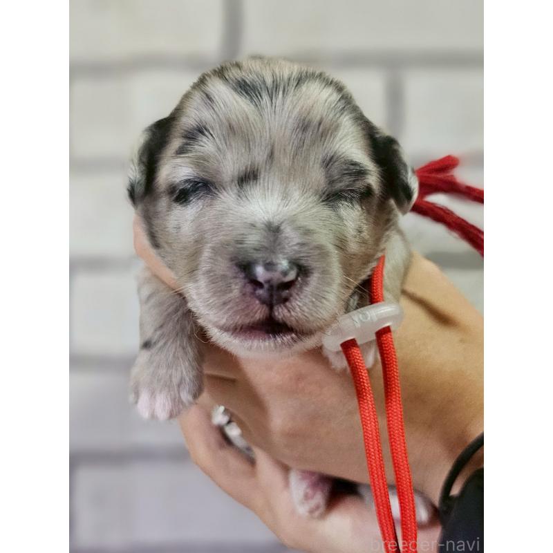 販売中の長野県のミックス犬-397668