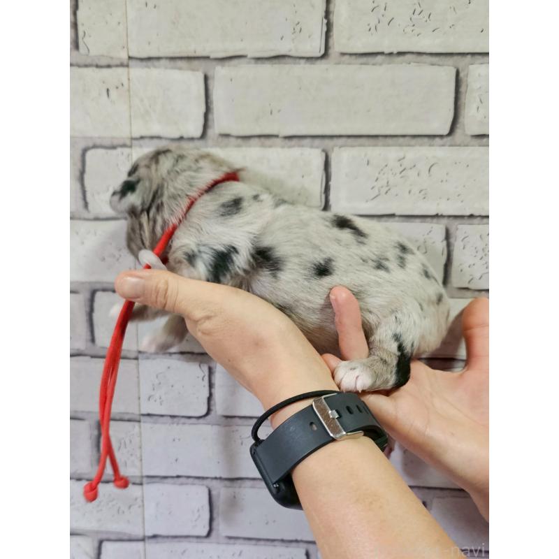 販売中の長野県のミックス犬-397668の5枚目