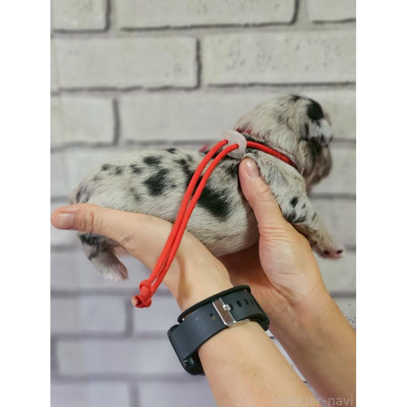 販売中の長野県のミックス犬-397668の4枚目
