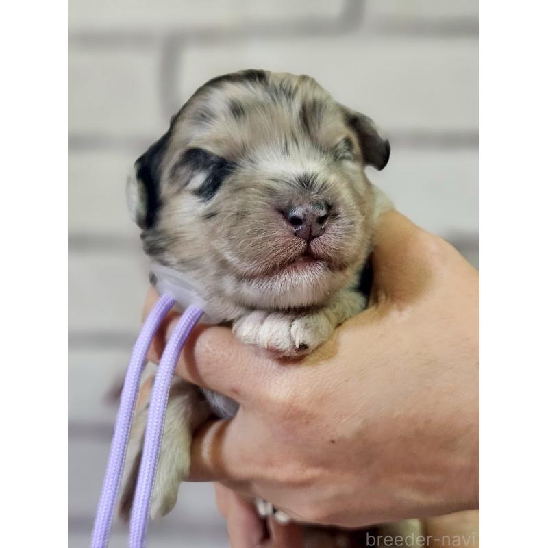 販売中の長野県のミックス犬-397669