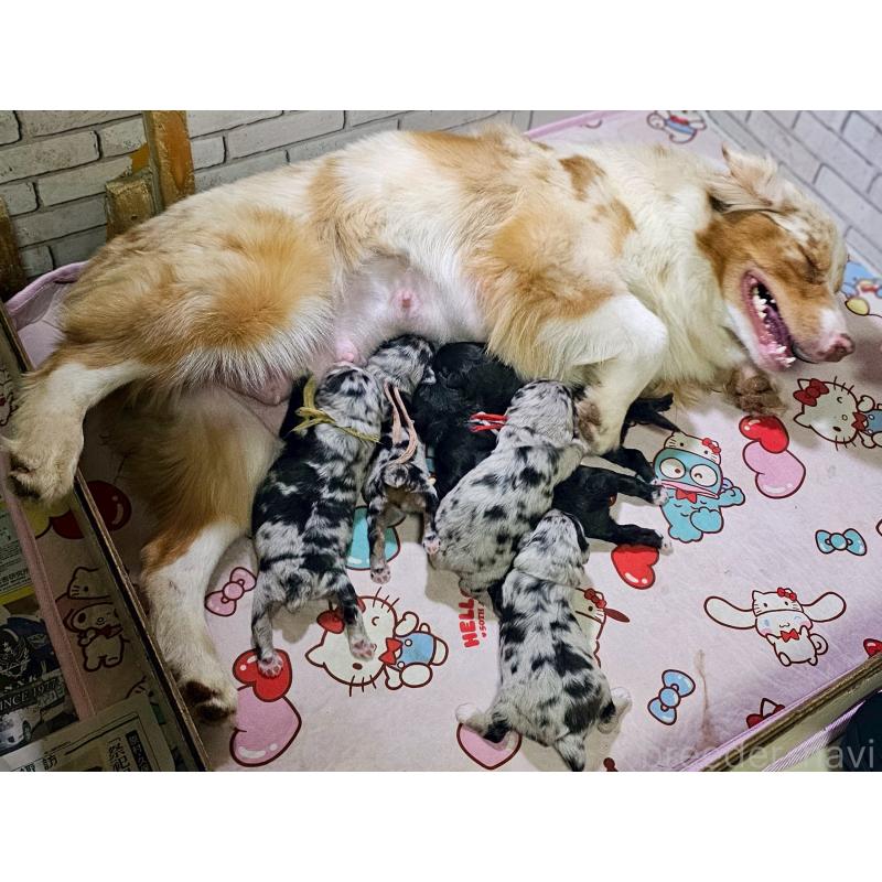 販売中の長野県のミックス犬-397669の3枚目