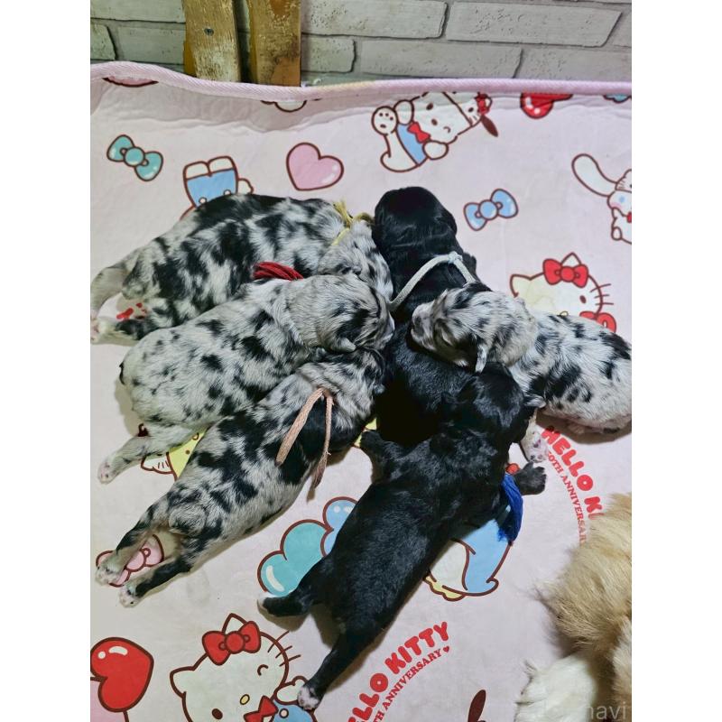 販売中の長野県のミックス犬-397669の2枚目