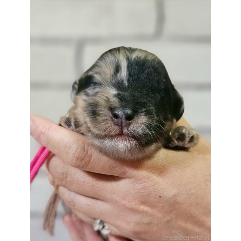 販売中の長野県のミックス犬-397671