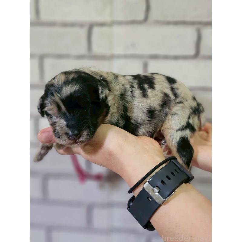 販売中の長野県のミックス犬-397671の5枚目