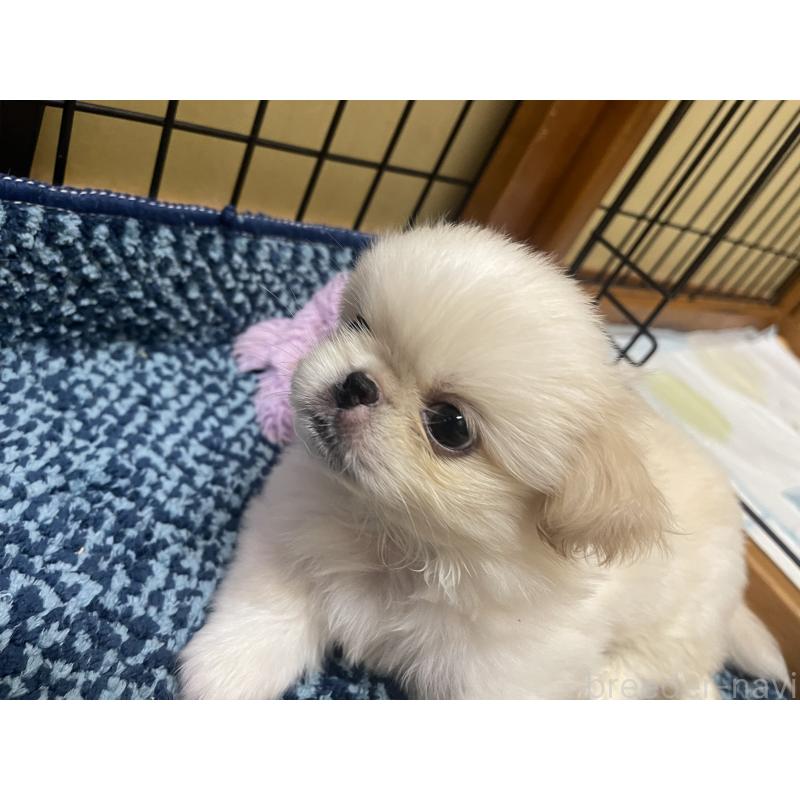 販売中の福岡県のペキニーズ-397693の2枚目