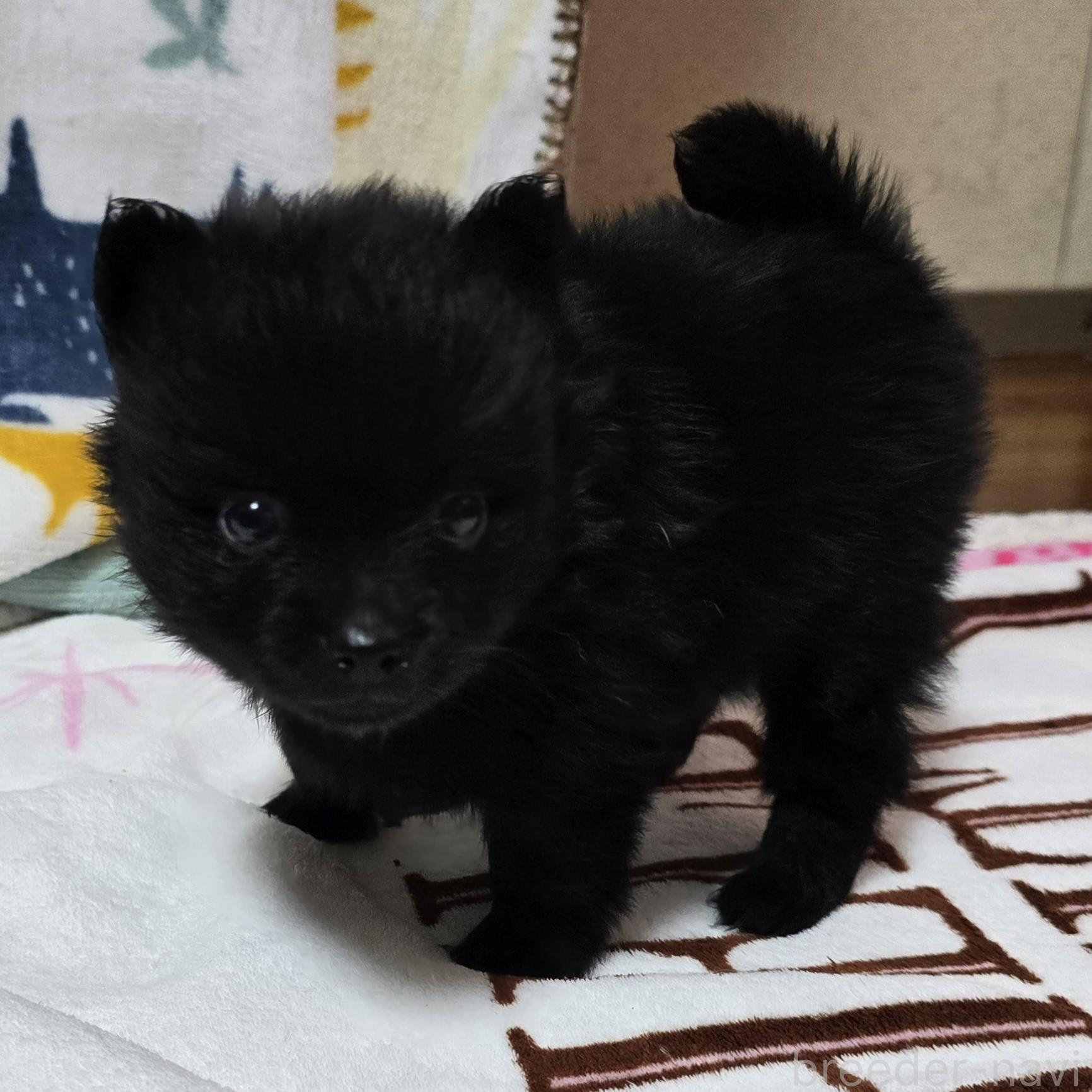 商談中の岡山県のポメラニアン-393771の11枚目