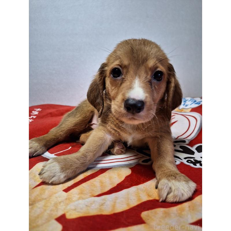 販売中の神奈川県のミックス犬-397719の8枚目