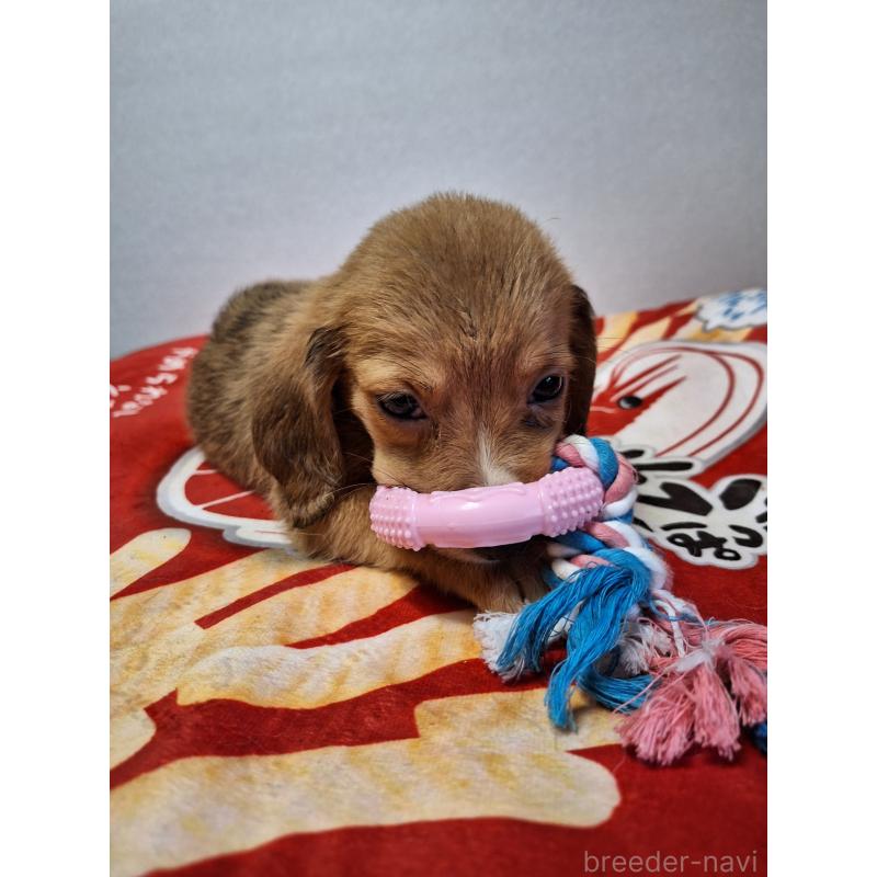 販売中の神奈川県のミックス犬-397719の7枚目