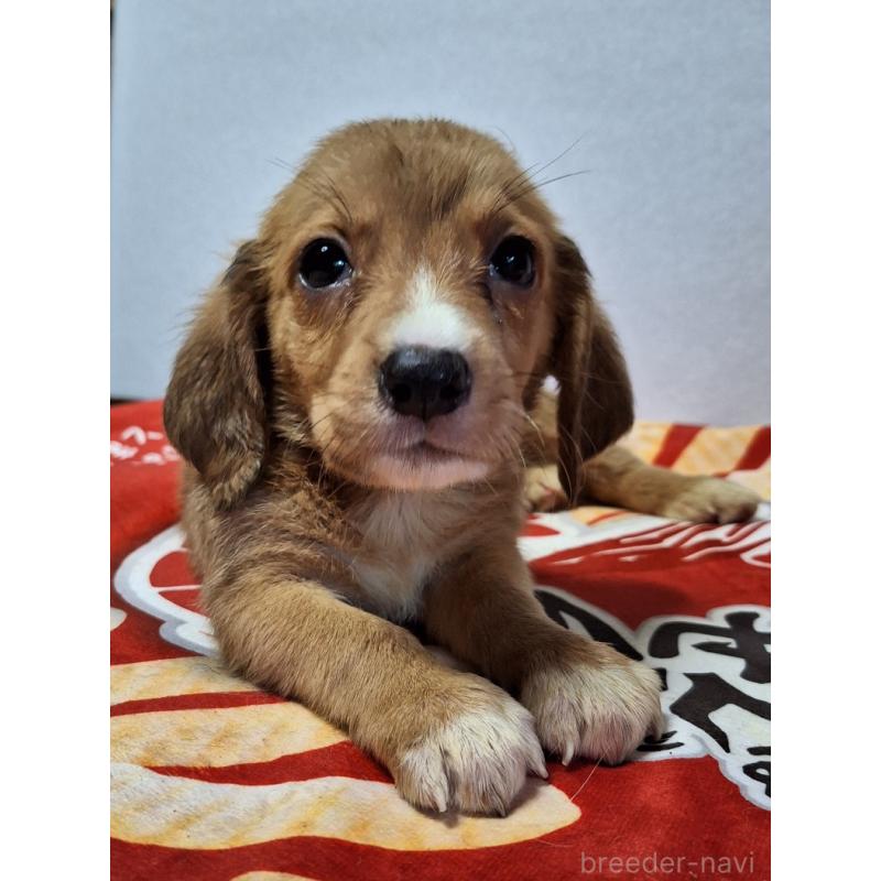 販売中の神奈川県のミックス犬-397719の6枚目