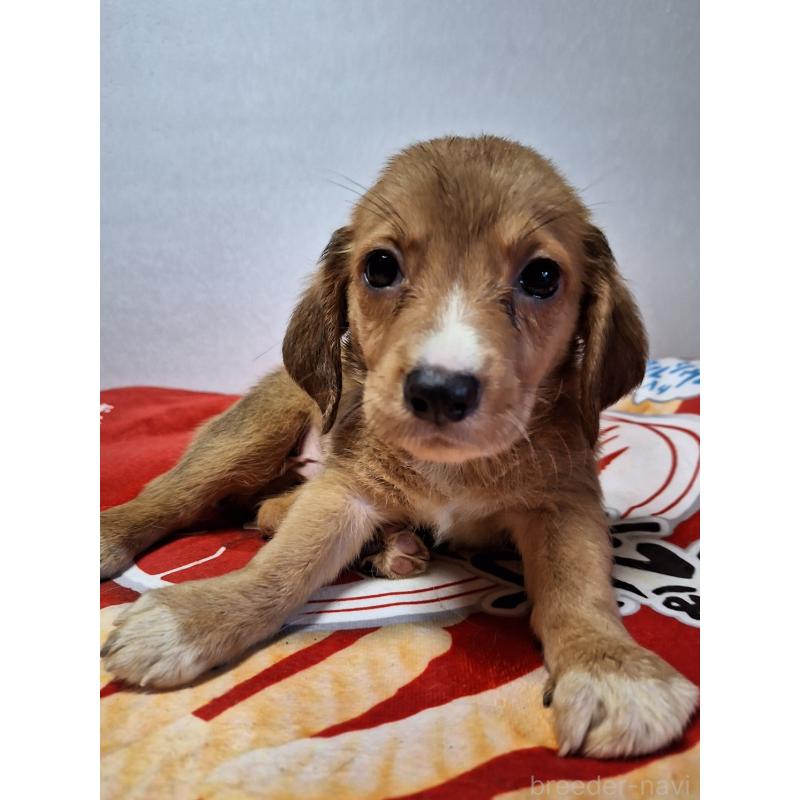 販売中の神奈川県のミックス犬-397719の5枚目