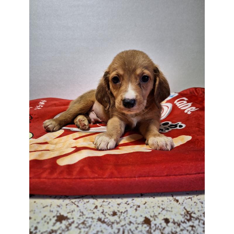販売中の神奈川県のミックス犬-397719の4枚目