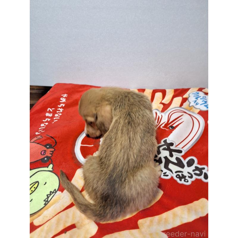 販売中の神奈川県のミックス犬-397719の2枚目