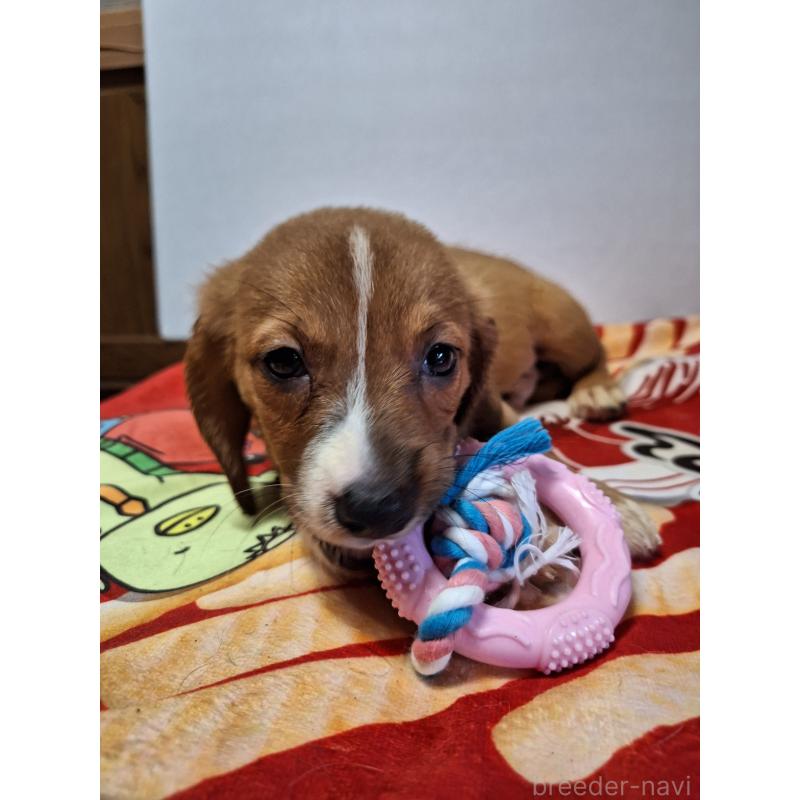 販売中の神奈川県のミックス犬-397720の9枚目