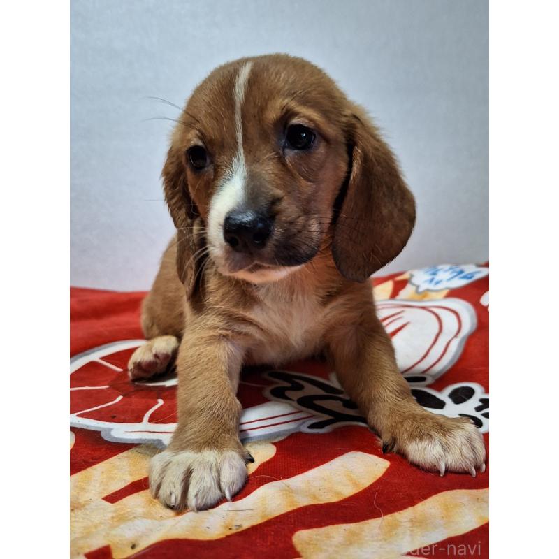 販売中の神奈川県のミックス犬-397720の7枚目