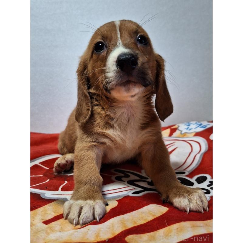 販売中の神奈川県のミックス犬-397720の5枚目