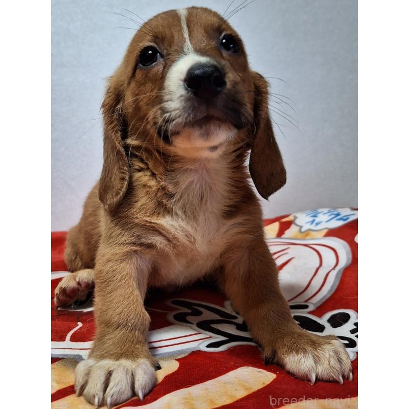 販売中の神奈川県のミックス犬-397720の3枚目