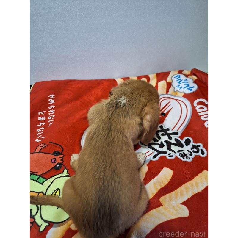 販売中の神奈川県のミックス犬-397720の2枚目