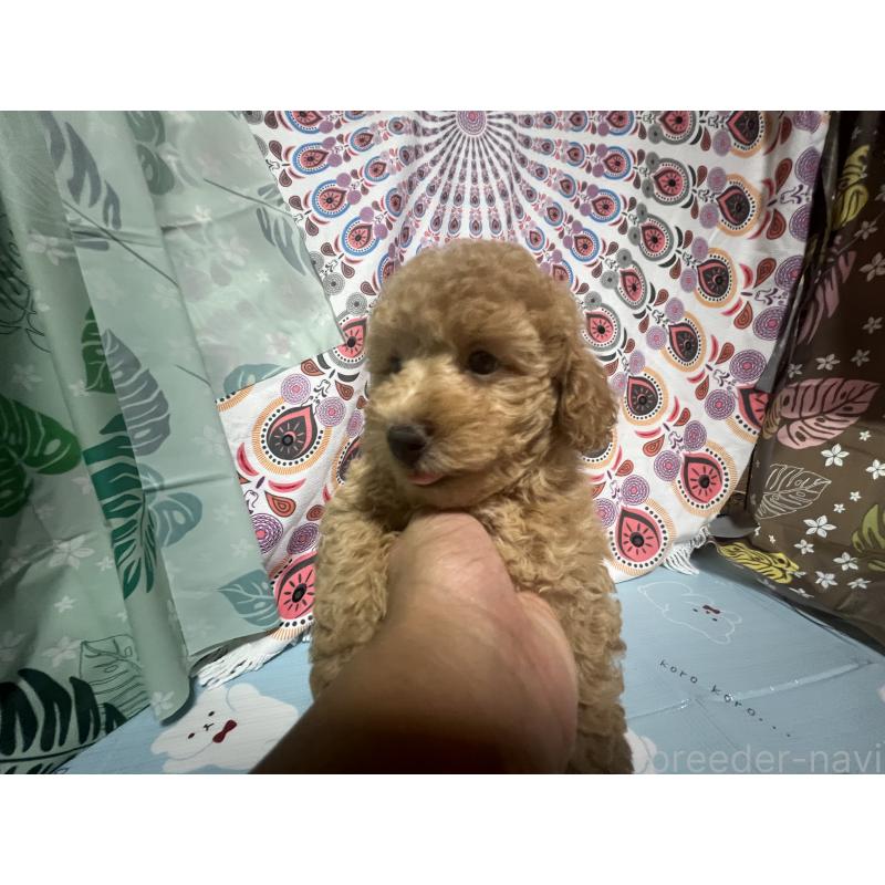 販売中の茨城県のトイプードル-397728の16枚目