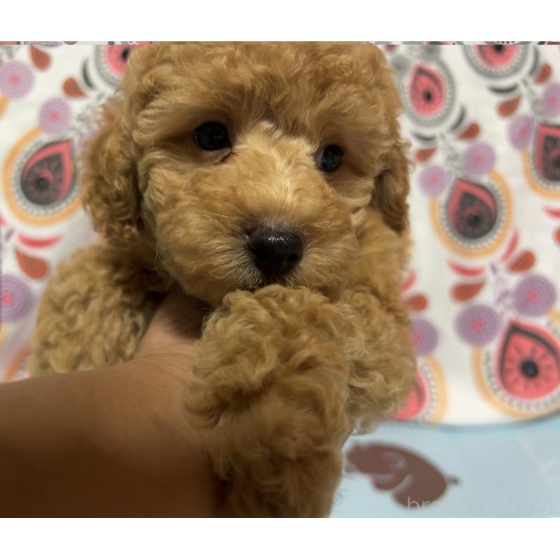 販売中の茨城県のトイプードル-397728の3枚目